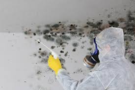 Best Mold Documentation for Insurance Claims  in Flowing Wells, AZ